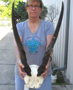 Female Eland Skull Plate with 28 inch Horns - $46 