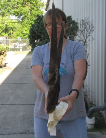 Female Eland Skull Plate with 28 inch Horns - $46 