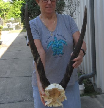 Female Eland Skull Plate with 28 inch Horns - $65 