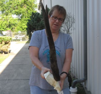 Female Eland Skull Plate with 28 inch Horns - $46 