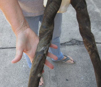 Female Eland Skull Plate with 28 inch Horns - $46 