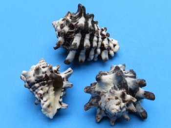 Case of wholesale Vasum Cornigerum seashells, vase shells 1-1/2" to 2-1/2" -20 kilos @ $1.50 kilo (44 pounds) 