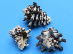 Case of wholesale Vasum Cornigerum seashells, vase shells 1-1/2" to 2-1/2" -20 kilos @ $1.50 kilo (44 pounds) 