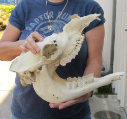 C-Grade Camel Skull 15 inches for $95