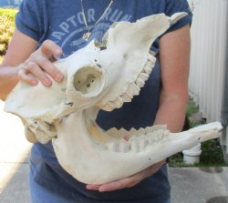 C-Grade Camel Skull 15 inches for $125