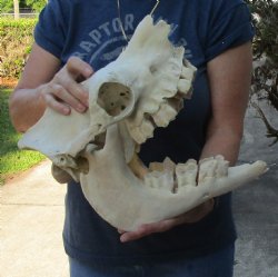 C-Grade Camel Skull 13 inches for $125
