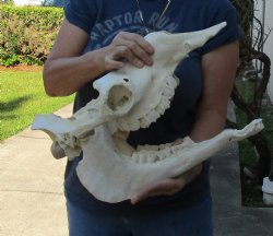 C-Grade Camel Skull 17 inches for $95