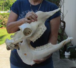 C-Grade Camel Skull 18 inches for $95