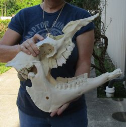 C-Grade Camel Skull 16 inches for $95
