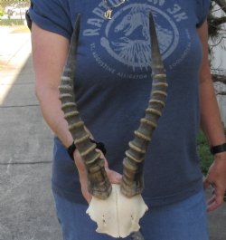Male Blesbok Skull Plate with 14 inch Horns $35