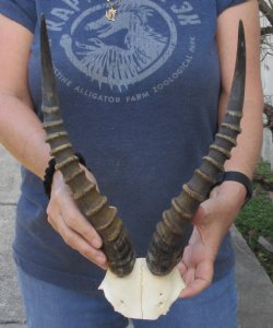 Male Blesbok Skull Plate with 14 inch Horns $30