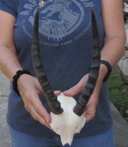 Blesbok Skull Plate with 10 inch Horns $25