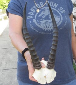 12 inch Female Blesbok Horns on Skull Plate -$25