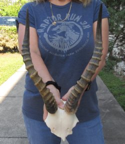 Male Blesbok Skull Plate with 15 inch Horns $38