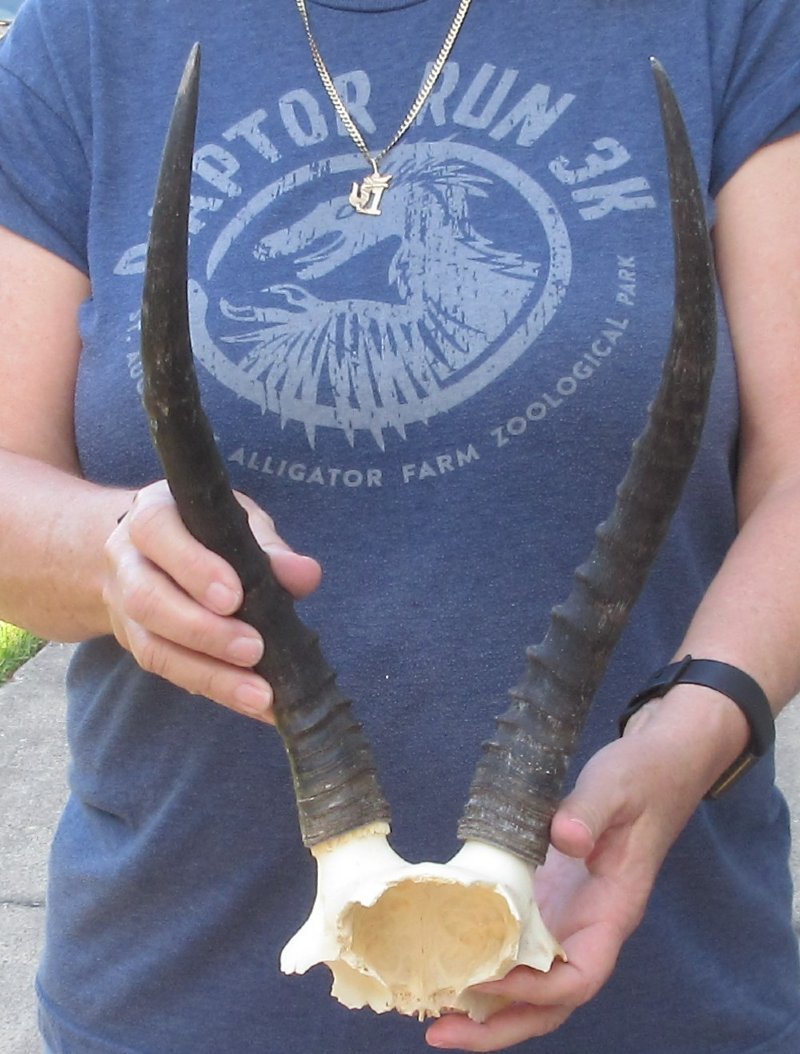 Female Blesbok Skull Plate & Horns 14 inches 35