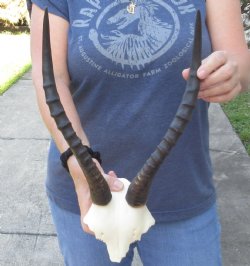 Female Blesbok Skull Plate & Horns 14 inches - $35 