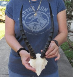 Female Blesbok Skull Plate & Horns 13 inches - $35 