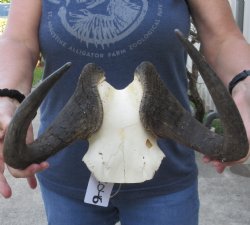 Female Black Wildebeest skull plate & horns 14 inch -$40