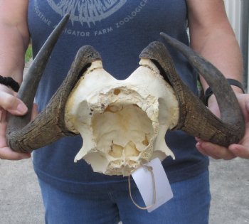 B Grade Female Black Wildebeest skull plate & horns 14 inch -$40
