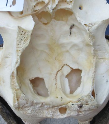 B Grade Female Black Wildebeest skull plate & horns 14 inch -$40