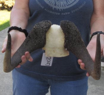 Female African Black Wildebeest Skull plate - $28