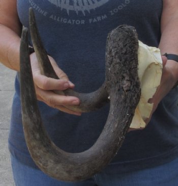 Female African Black Wildebeest Skull plate - $28