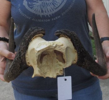 Female African Black Wildebeest Skull plate - $28