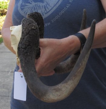 Female African Black Wildebeest Skull plate - $28