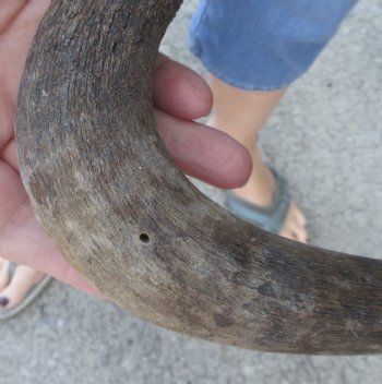 Female African Black Wildebeest Skull plate - $28