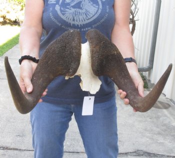 B Grade Male African Black Wildebeest Skull plate 18 inch - $65