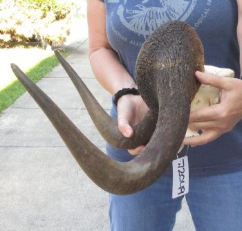 B Grade Male African Black Wildebeest Skull plate 18 inch - $65