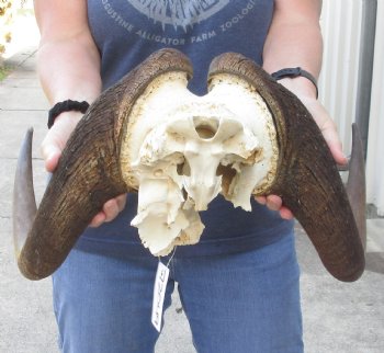 B Grade Male African Black Wildebeest Skull plate 18 inch - $65