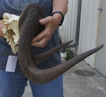 B Grade Male African Black Wildebeest Skull plate 18 inch - $65