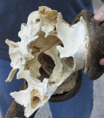 B Grade Male African Black Wildebeest Skull plate 18 inch - $65