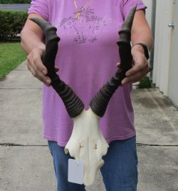 Red hartebeest skull plate and 17 inch horns - $53