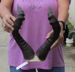 Red hartebeest skull plate with 18 inch horns - $37