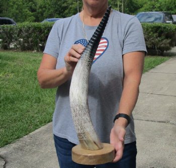 23 inch Carved Buffalo horn on wood base - $70 