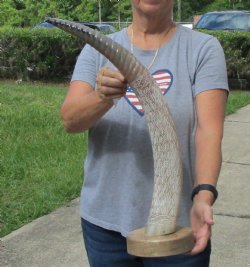 26 inch Carved Buffalo horn on wood base - $70 