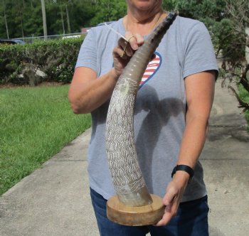 23 inch Carved Buffalo horn on wood base - $70 