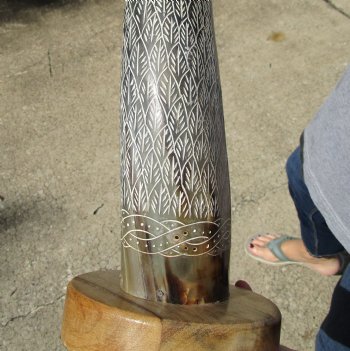 26 inch Carved Buffalo horn on wood base - $70 