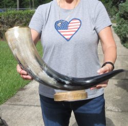 30 inch Carved Buffalo horn centerpiece - $65