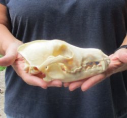 Authentic Coyote skull 7-1/2 x 4 inches for sale for $30