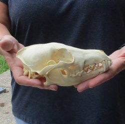 Authentic Coyote skull 7 x 3-1/2 inches for sale for $30