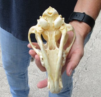 Authentic Coyote skull 7-3/4 x 4 inches for sale for $30