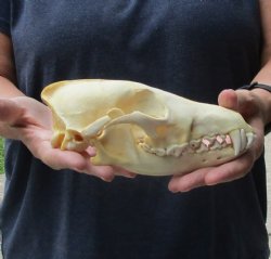Authentic Coyote skull 8 x 4 inches for sale for $30