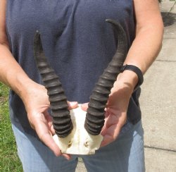 8 & 10 inch Male Springbok Horns on Skull Plate -$20