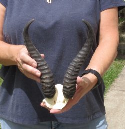 B-Grade Male Springbok Skull plate with horns - $20