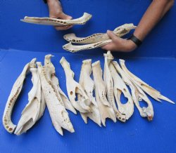 15 piece lot of Florida alligator jaw bones - $80