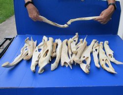 20 piece lot of Florida alligator jaw bones - $100