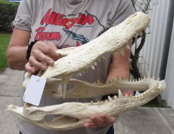 17-1/2 inch Florida Alligator Skull for $125